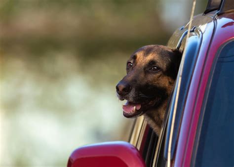 Car Safety for Pets in Tennessee: What the Law Says and Why It Matters