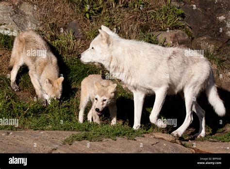 Arctic Wolf Pups And Mom