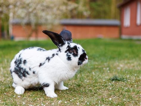 Checkered Giant Rabbit Full Grown