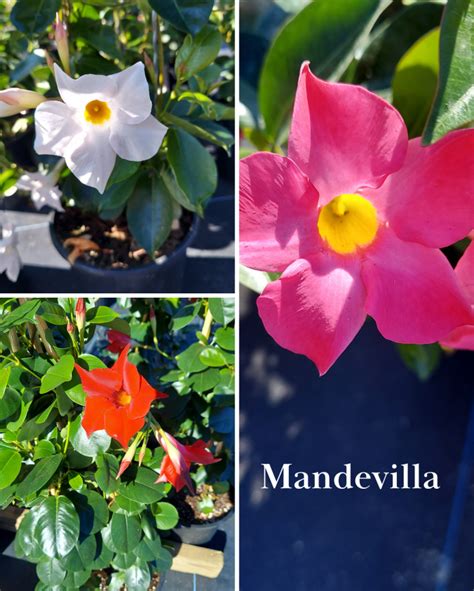 Mandevilla | Kennedy's Country Gardens | Garden Center | Scituate, MA