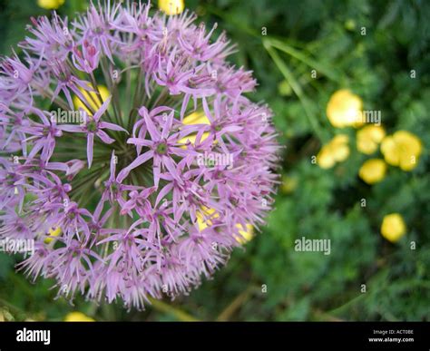 Purple Sensation Buttercup Hi Res Stock Photography And Images Alamy