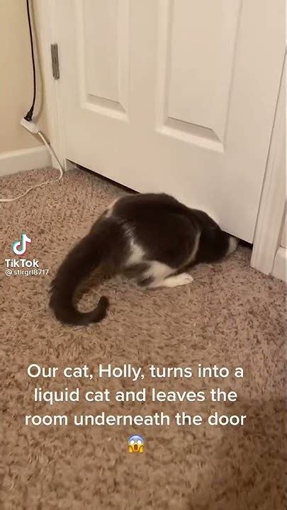 A Cat Squeezing Under A Closed Door With Ease Youtube