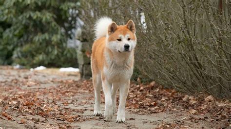 История Хатико – преданность и верность, которые стали легендой