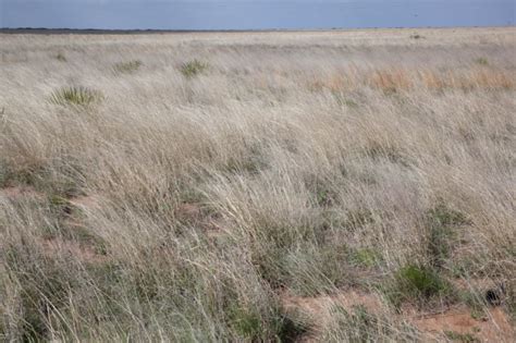 Imagen gratis: paisaje, pasto corto, pradera, seco, hierba, desierto ...