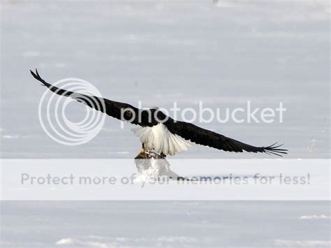 Eagle Vs Rooster Ultimate Pheasant Hunting Forums