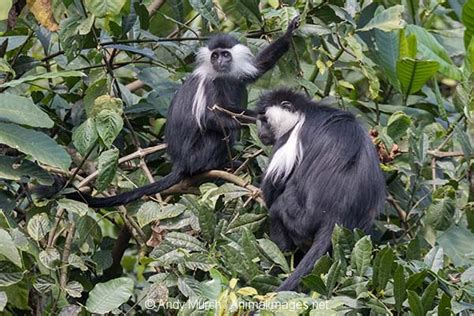 Angolan Colobus Monkey – Animal Images