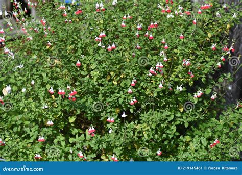 Hot Lips Sage Salvia Microphylla Stock Image Image Of Botanical Garden