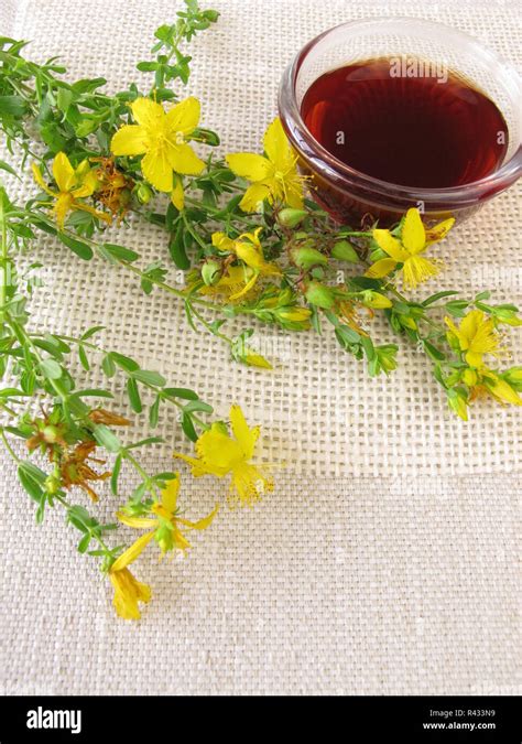 st. john's wort oil Stock Photo - Alamy