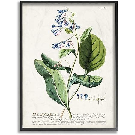 Amazon Stupell Industries Botanical Plant Illustration Leaves