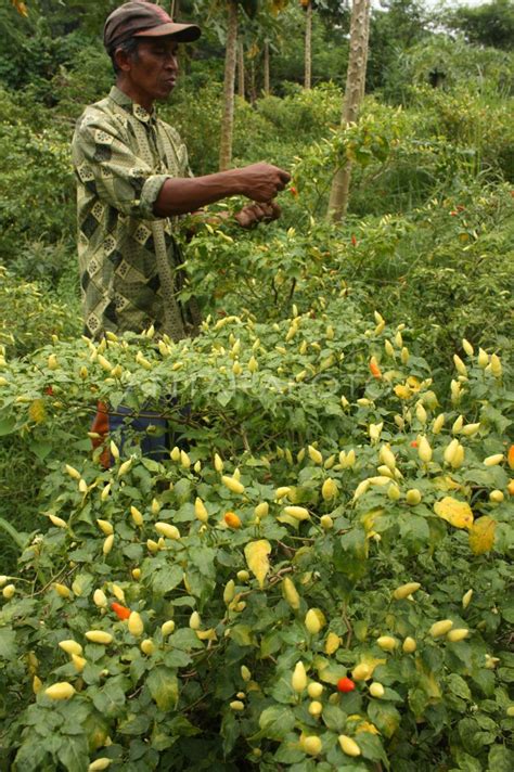 PETIK CABE | ANTARA Foto