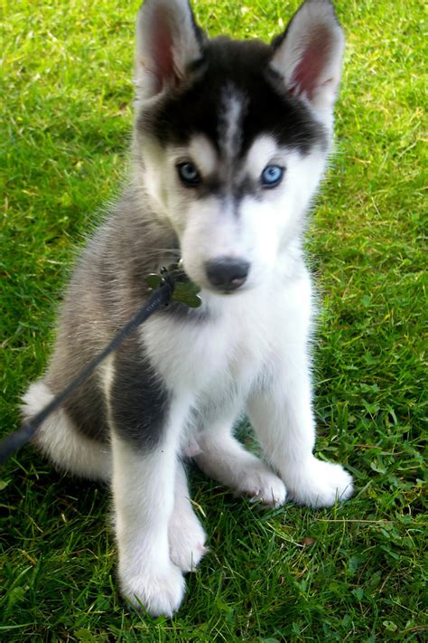 Siberian Husky Dog : Temperament, Training, Pictures and Video – InspirationSeek.com