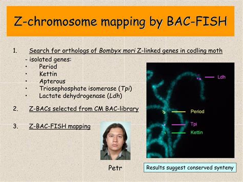 Ppt Molecular Cytogenetic Analysis Of Sex Chromosomes In The Lepidopteran Pests Powerpoint