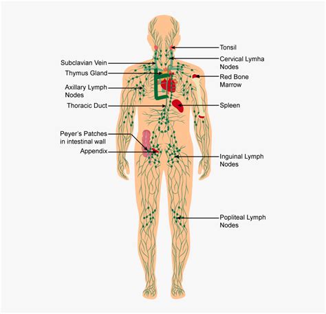 Human Body Immune System Diagram , Free Transparent Clipart - ClipartKey