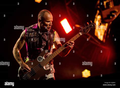 Flea Of The American Funk Rock Band Red Hot Chili Peppers Pictured On Stage As He Performs Live