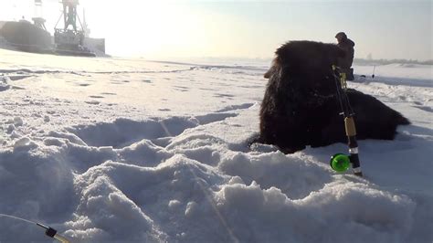 Зимняя рыбалка и наглые собаки!!! - YouTube