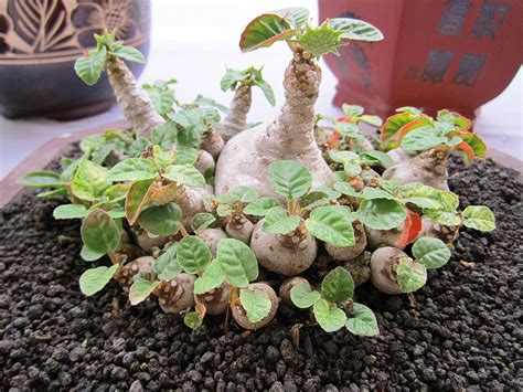 Buy Dorstenia foetida. Worldwide shipping. - Tropics @Home