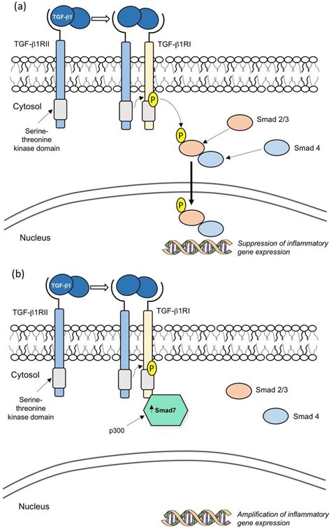 Schematic illustration showing the TGF β1 associated Smad pathway in