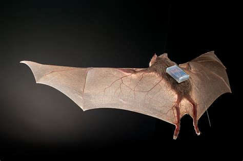 Vampire bats take their blood meals with friends | Science | AAAS