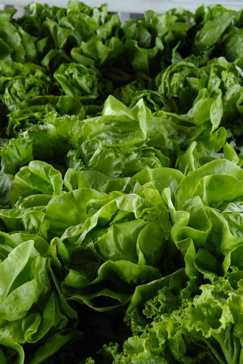Sources of Vitamin K | Dr. Matt Webster
