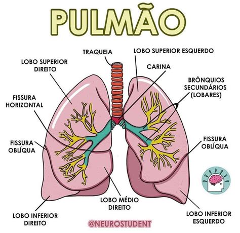 Como Se Escreve Pulmões