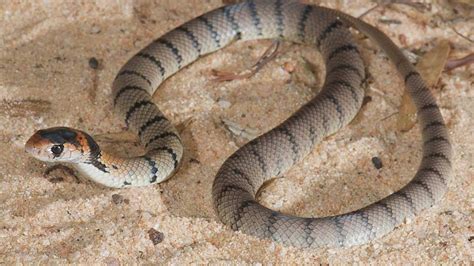 Brown Snake Venom Gets More Deadly With Age Iflscience