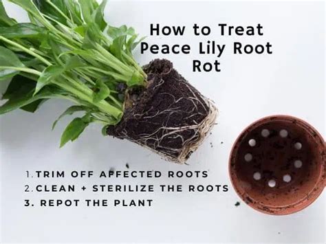 Peace Lily With Root Rot Signs Causes Treatment And Prevention