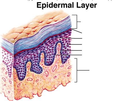 Layers Of The Epidermis Diagram Labeled At Albert Dixon Blog