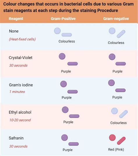 gram staining principle procedure results