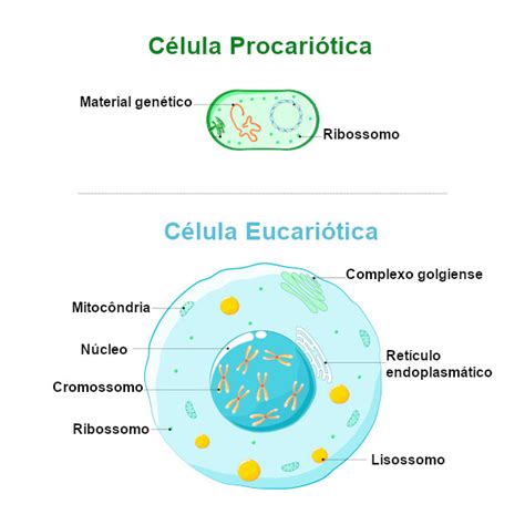 O Que São As Células - Células: o que são, funções, classificação, resumo - Escola Kids