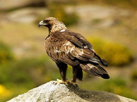 Golden Eagle Bird Facts Aquila Chrysaetos Bird Fact