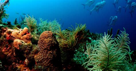 La acidificación del océano hace que los corales jóvenes desarrollen