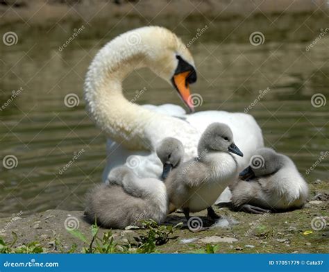 Baby Swan Royalty Free Stock Images - Image: 17051779