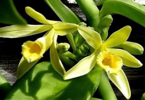 Compre Agora A Vanilla Planifolia Orqu Dea Baunilha Orquidario Em