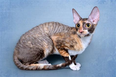 Cornish Rex Breed Description Characteristics Appearance History