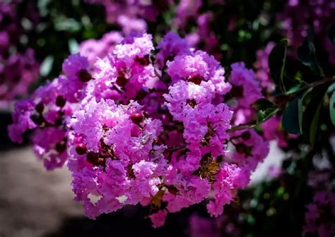 Catawba Crape Myrtle Tree for Sale - Buying & Growing Guide - Trees.com