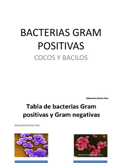 Bacterias Gram Positivas Pdf Bacilo Epidemiología