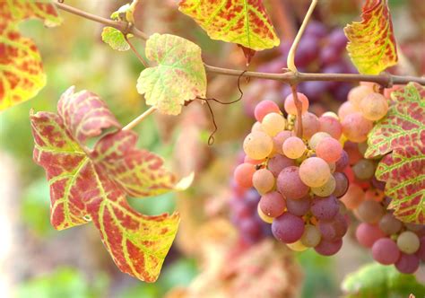 How To Grow Common Grape Vines Vitis Vinifera