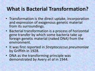 Transformation In Bacteria PPT