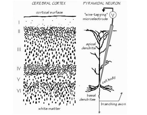 Layers of Cerebral Cortex & definitions Quiz