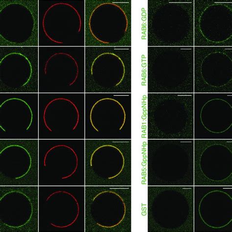 Monoprenylated proteins | Download Scientific Diagram