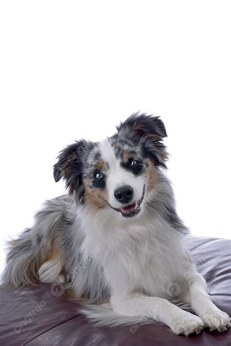 Miniature Australian Shepherd Background Images, HD Pictures and