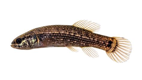 Umbra pygmaea » NCFishes.com