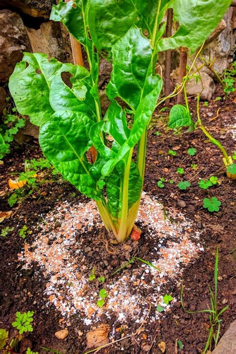 The Best Uses Of Eggshells In Your Garden Slick Garden Egg Shells