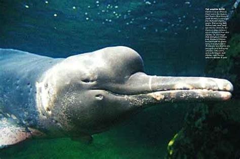Yangtze River Dolphin Sea Life Photo 70232 Fanpop
