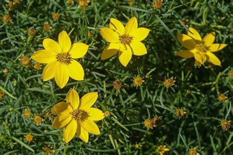 17 of the Best Coreopsis Varieties | Gardener’s Path