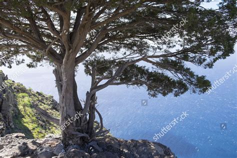 Canary Islands Juniper Juniperus Cedrus La Editorial Stock Photo