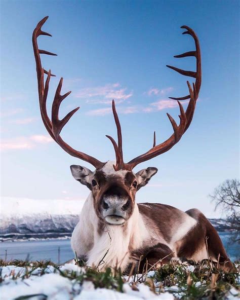 🔥 A Reindeer in Norway, ready for Christmas 🔥 : r/NatureIsFuckingLit