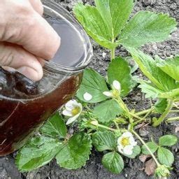 Домоседы