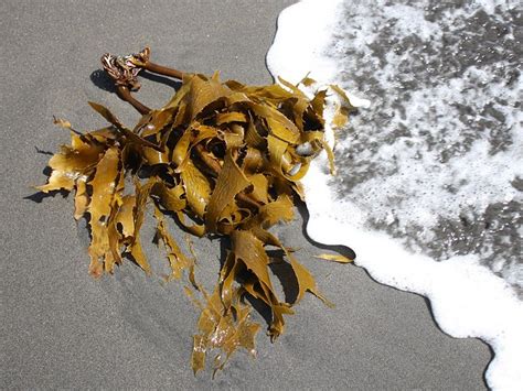 Superhrana: Kelp (kombu) alga - Vege.hr