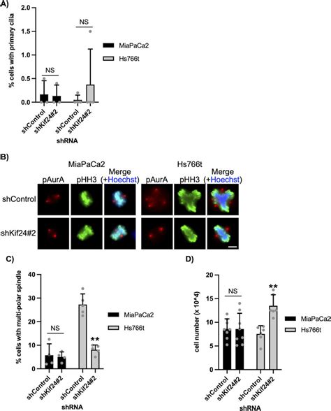 Kif24 Depletion Suppresses Multipolar Spindle Formation And Promotes